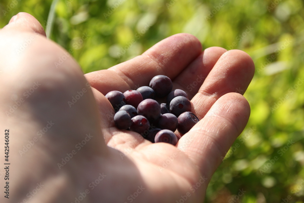 a handful of blueberries in a man's hand on a green background a handful of blueberries in a man's hand on a green background