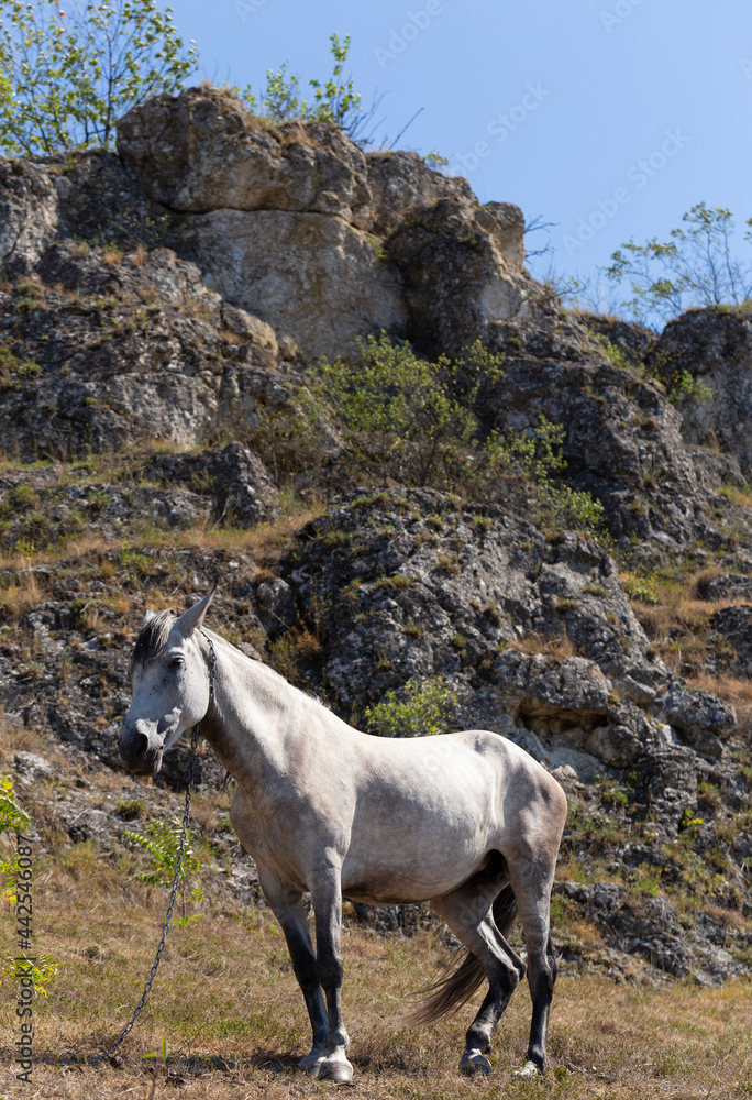 Naklejka premium A white horse in a pasture in the mountains.