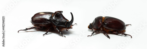 European rhinoceros beetle (Oryctes nasicornis) is a large flying beetle belonging to the subfamily Dynastinae. Imago, male and female insects. Sexual dimorphism. photo