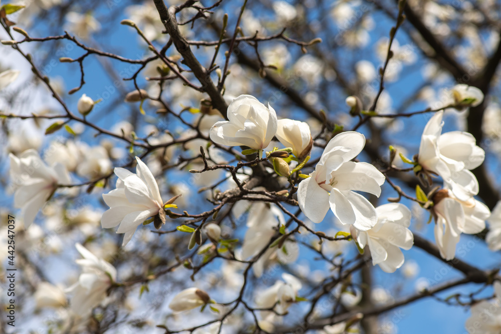 Nice magnolia tree flowers at spring sunny day, nature awakening