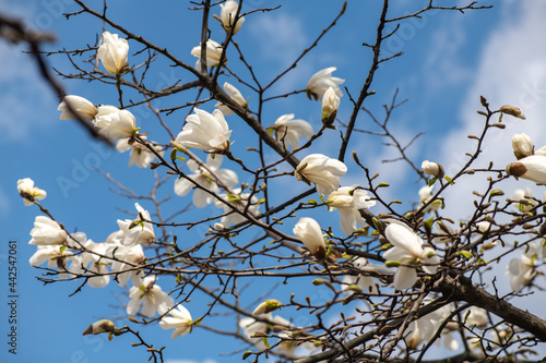 Nice magnolia tree flowers at spring sunny day, nature awakening © Serhii