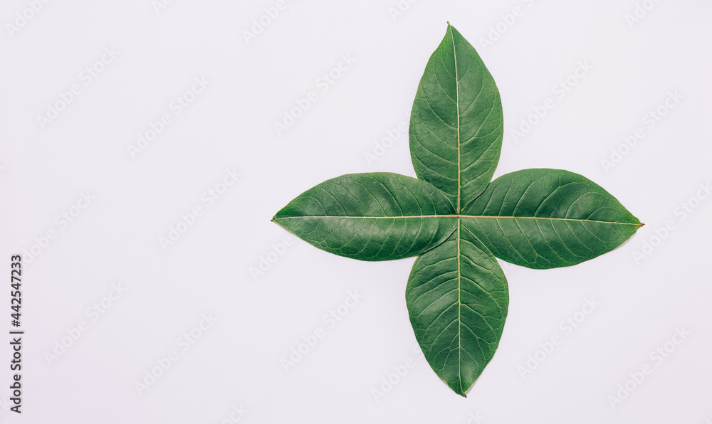 green leaves on a white background arranged in the shape of a small star. place for text. nature concept green leaves on a white background arranged in the shape of a small star. place for text. nature concept