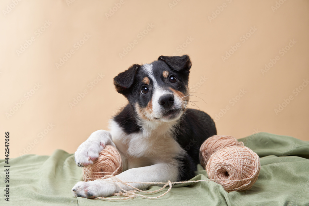 puppy playing with a clew. Dog border collie