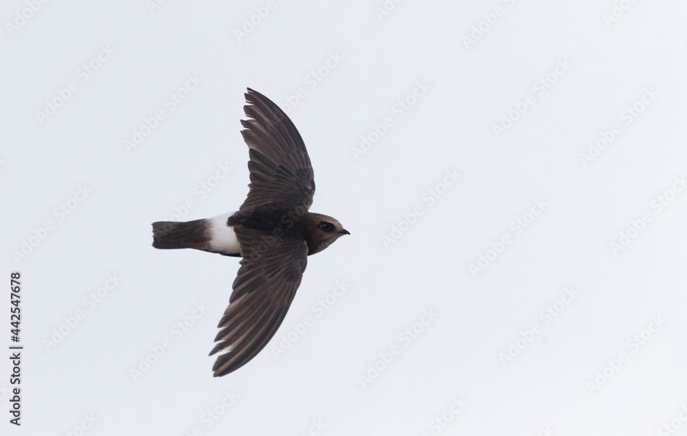 Huisgierzwaluw, Little Swift, Apus affinis Huisgierzwaluw, Little Swift, Apus affinis