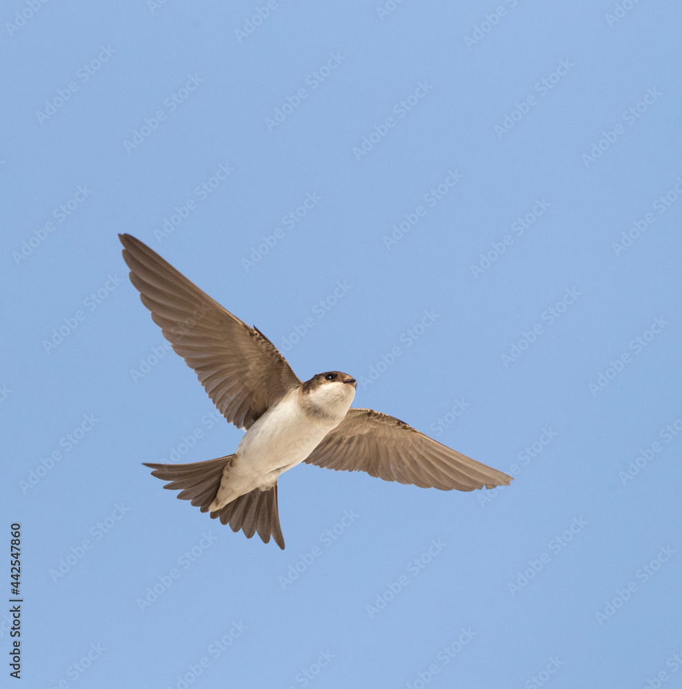Huiszwaluw, Common House Martin, Delichon urbicum Huiszwaluw, Common House Martin, Delichon urbicum