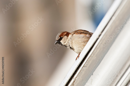 Huismus, House Sparrow, Passer domesticus photo