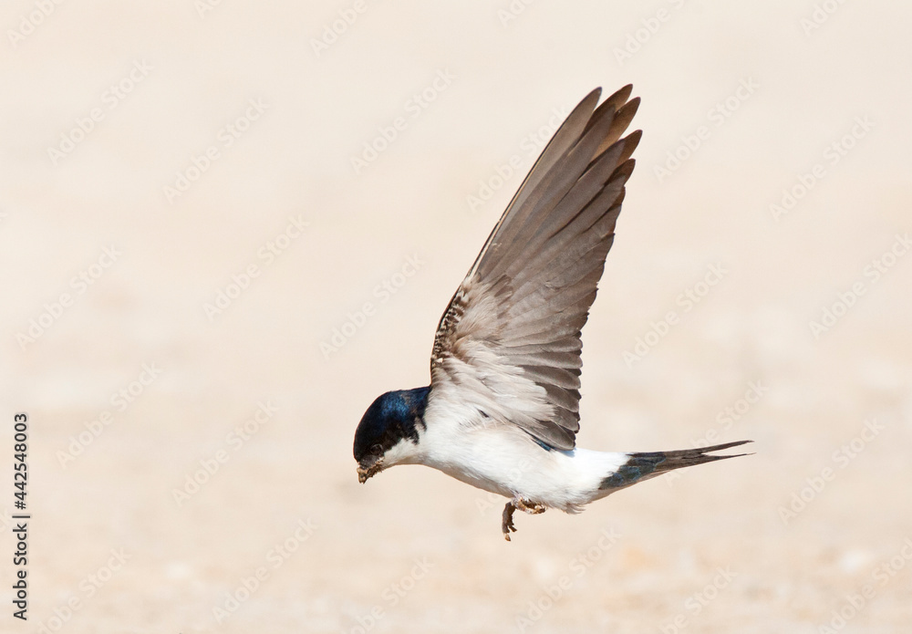 Huiszwaluw, Common House Martin, Delichon urbicum Huiszwaluw, Common House Martin, Delichon urbicum