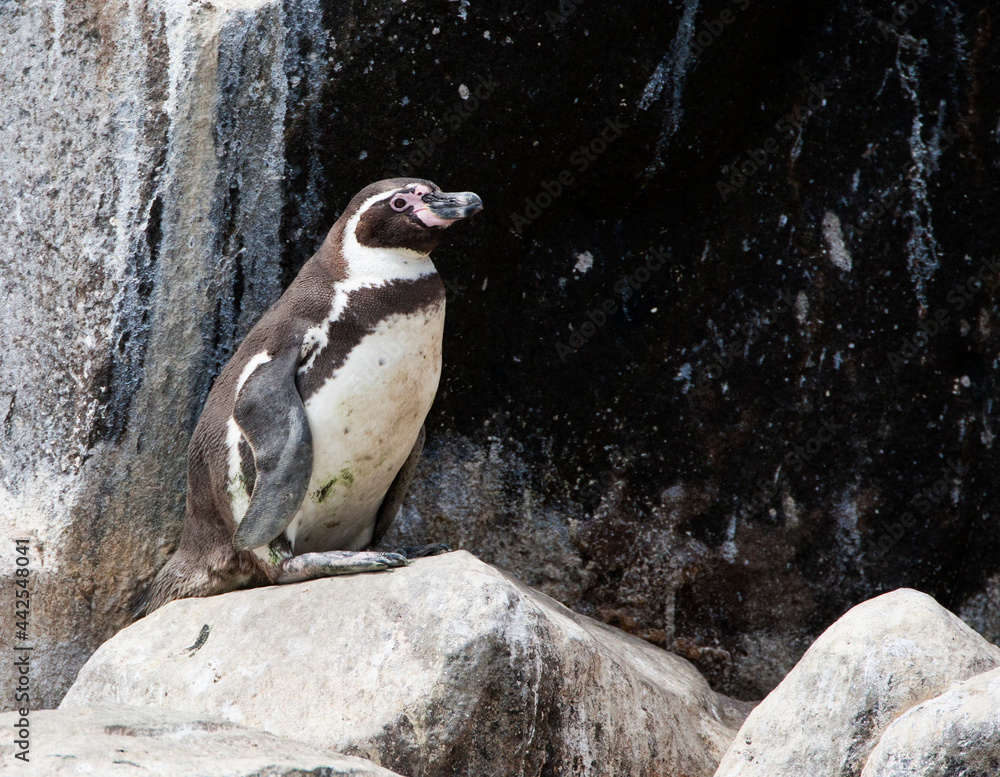Naklejka premium Humboldt Penguin, Spheniscus humboldti