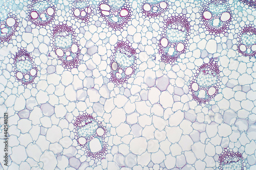 Monocot plants stem show plant vascular tissue under light microscope view. photo