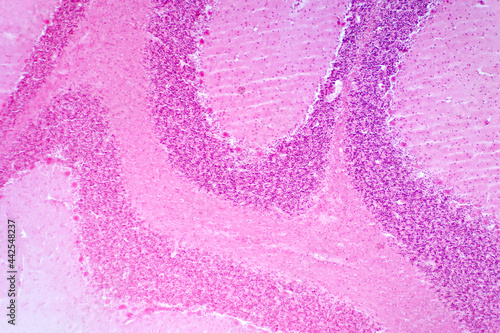 Foto Cerebellum cross section tissue under the light microscope.