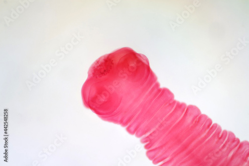 Tapeworm (Parasitic flatworm). photo