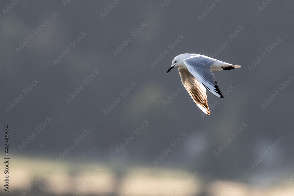 Black-billed Gull, Chroicocephalus bulleri Black-billed Gull, Chroicocephalus bulleri