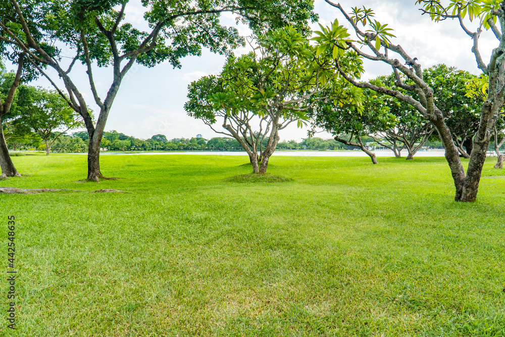 Beautiful park scene in public park with green grass field, green tree plant and cloudy blue sky. Green park and tree in the garden with sunlight background. exercise and relax. Beautiful park scene in public park with green grass field, green tree plant and cloudy blue sky. Green park and tree in the garden with sunlight background. exercise and relax.
