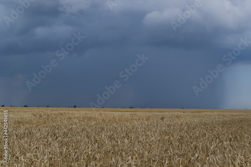 A thundercloud with rain over a wheat field.
