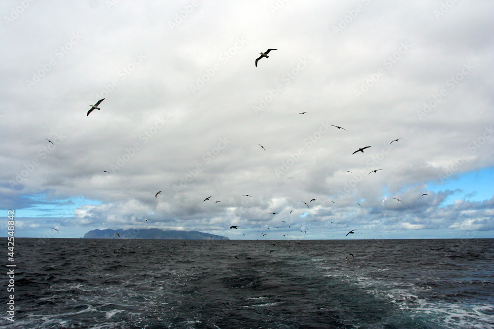 Wolk van zeevogels bij Gough; Clouds of seabirds with Gough island in the background
