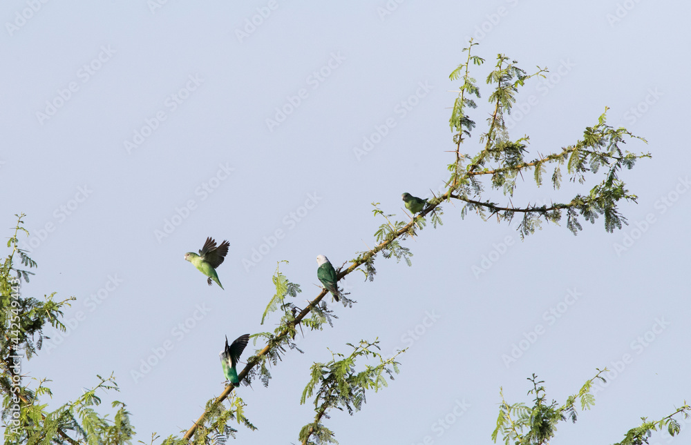 Grijskopagapornis, Grey-headed Lovebird, Agapornis canus