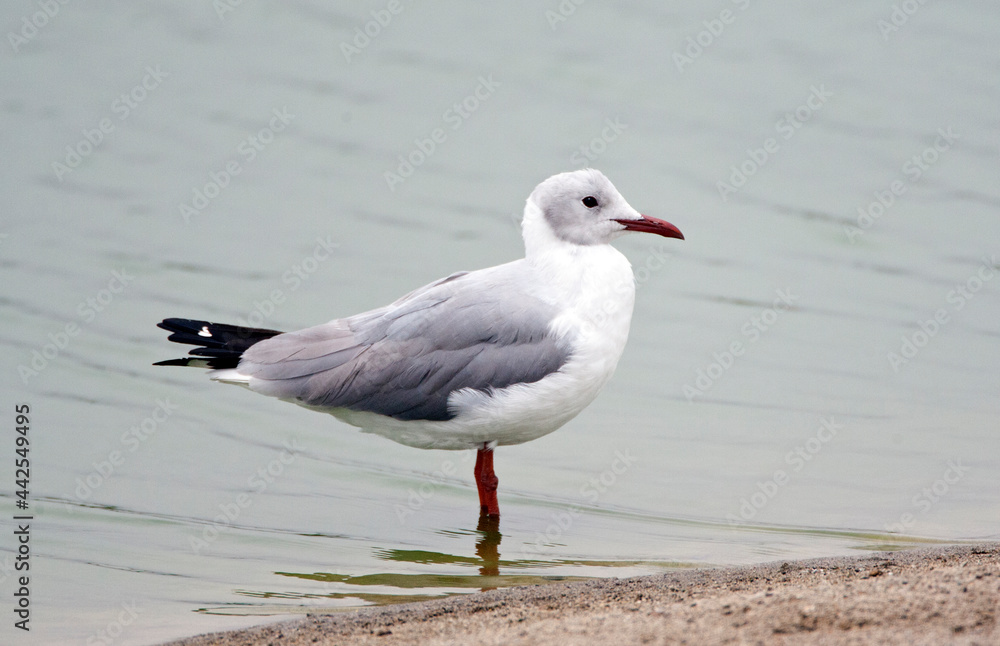 Grijskopmeeuw, Grey-headed Gull, Chroicocephalus cirrocephalus cirrocephalus Grijskopmeeuw, Grey-headed Gull, Chroicocephalus cirrocephalus cirrocephalus