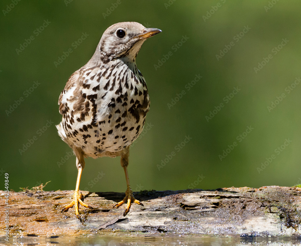 Grote Lijster, Mistle Thrush, Turdus viscivorus Grote Lijster, Mistle Thrush, Turdus viscivorus