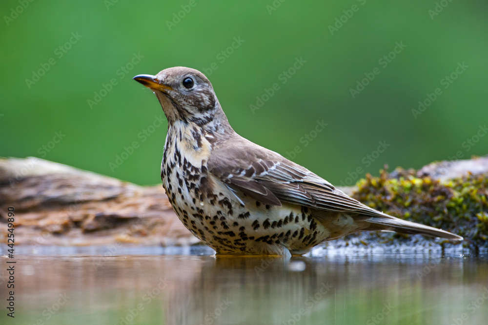 Grote Lijster, Mistle Thrush, Turdus viscivorus