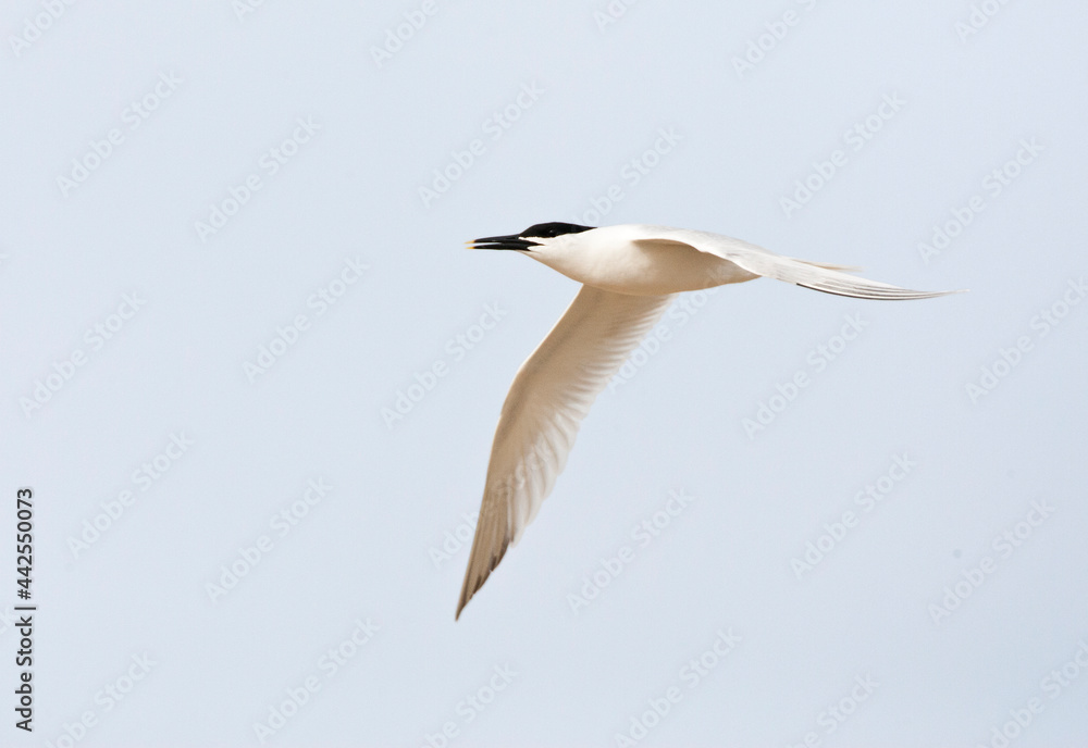 Grote stern, Sandwich Tern, Sterna sandvicensis Grote stern, Sandwich Tern, Sterna sandvicensis