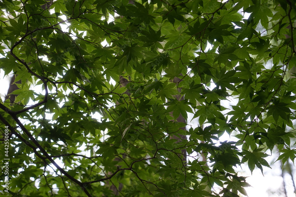 緑色のもみじ 緑色のもみじ