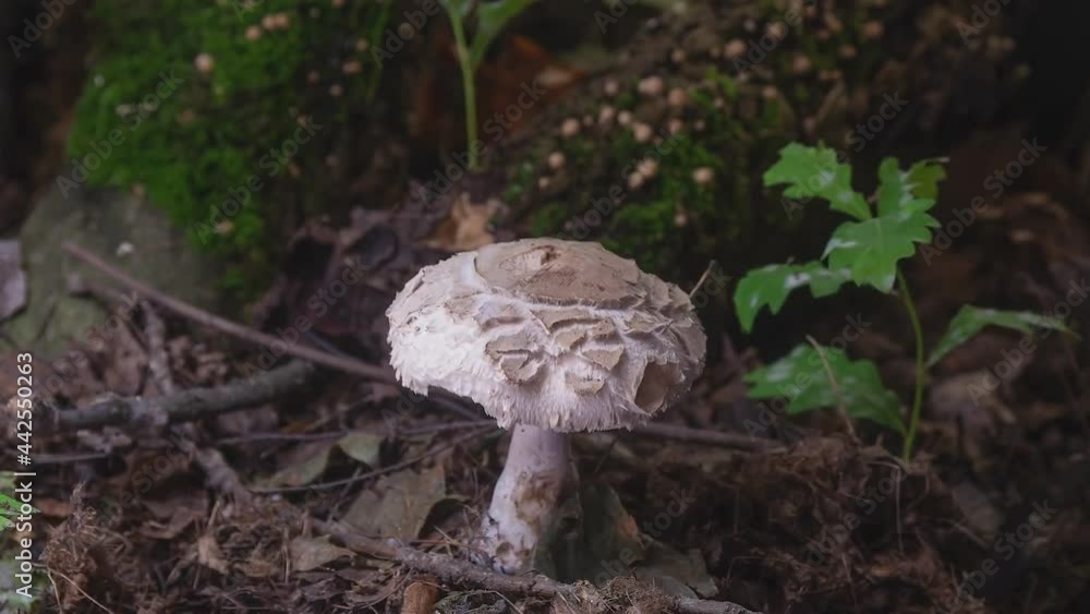 Champignon mushroom (Agaricus) grows in the wild forest. (time-lapse) Champignon mushroom (Agaricus) grows in the wild forest. (time-lapse)