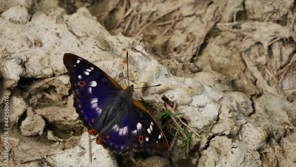 Apatura iris sits on the ground in the forest and flies away.. Apatura iris sits on the ground in the forest and flies away..