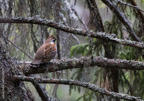 Canvas Print Hazelhoen, Hazel Grouse, Tetrastes bonasia
