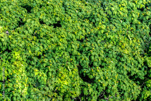 A bright green shrub forms the texture. Front view of the bush. Bright green texture.