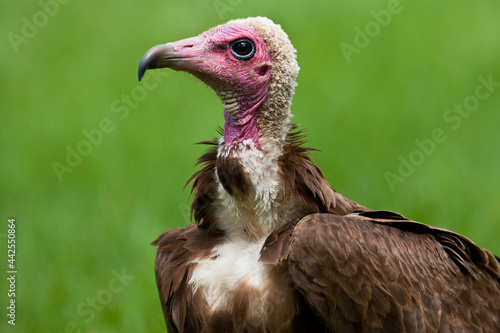 Kapgier, Hooded Vulture, Necrosyrtes monachus photo