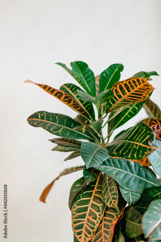 Fototapeta premium A beautiful home plant in a pot. Indoor plant croton with lush green leaves. Home plant concept