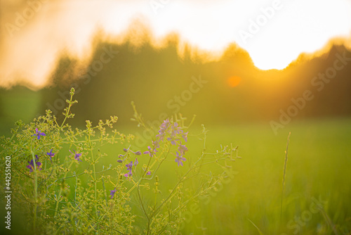 summer meadow with fresh flowers © Maksim Shebeko