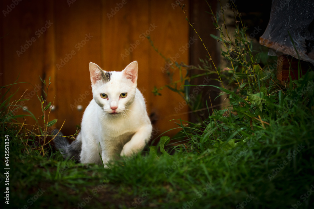 cat in the garden