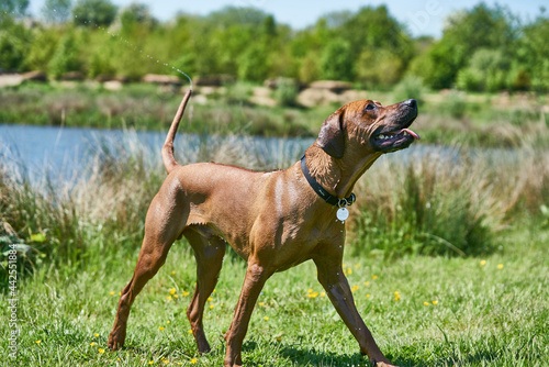 american staffordshire terrier dog