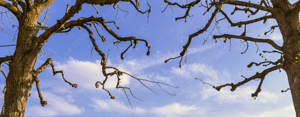 Two Trees Against a Blue Cloudy Sky. Copy space. Two Trees Against a Blue Cloudy Sky. Copy space.