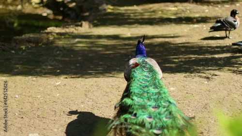 Beautiful blue peacock with shiny tail feathers walks in the spring summer park.