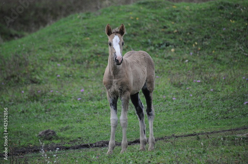 Beautiful foal horse standing in the field on grass