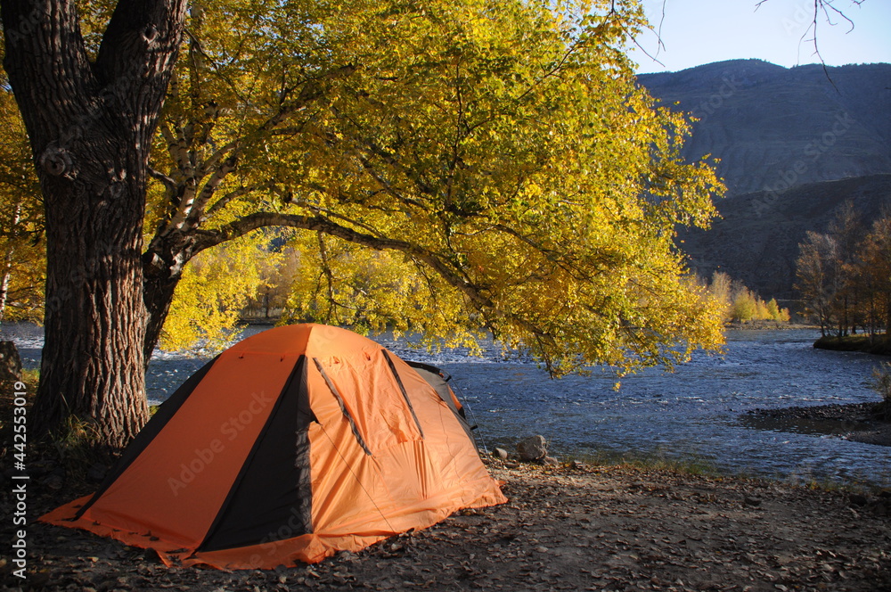 View of tent on beautiful camping spot under birch next to Chulyshman mountain river in Altai Republic in sunny day, Russia