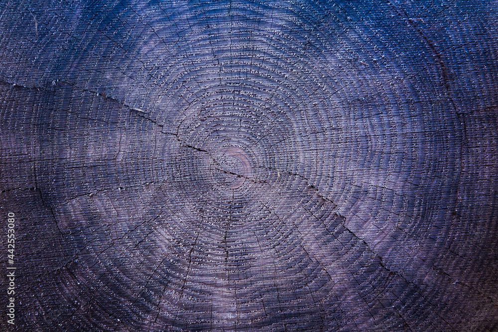 Fototapeta premium Texture of a cut tree with annual rings.