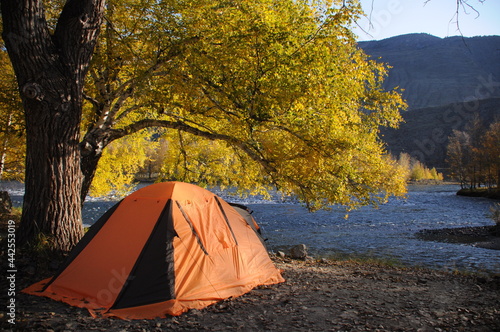 View of tent on beautiful camping spot under birch next to Chulyshman mountain river in Altai Republic in sunny day, Russia