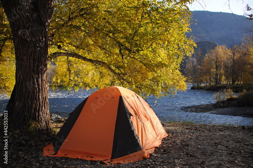 Tent on beautiful camping spot under birch next to Chulyshman mountain river in Altai Republic in sunny day, Russia