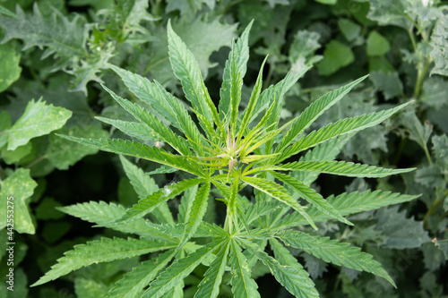 Fototapeta Naklejka Na Ścianę i Meble -  Cannabis. Growing a plant. Hemp green leaves close up.