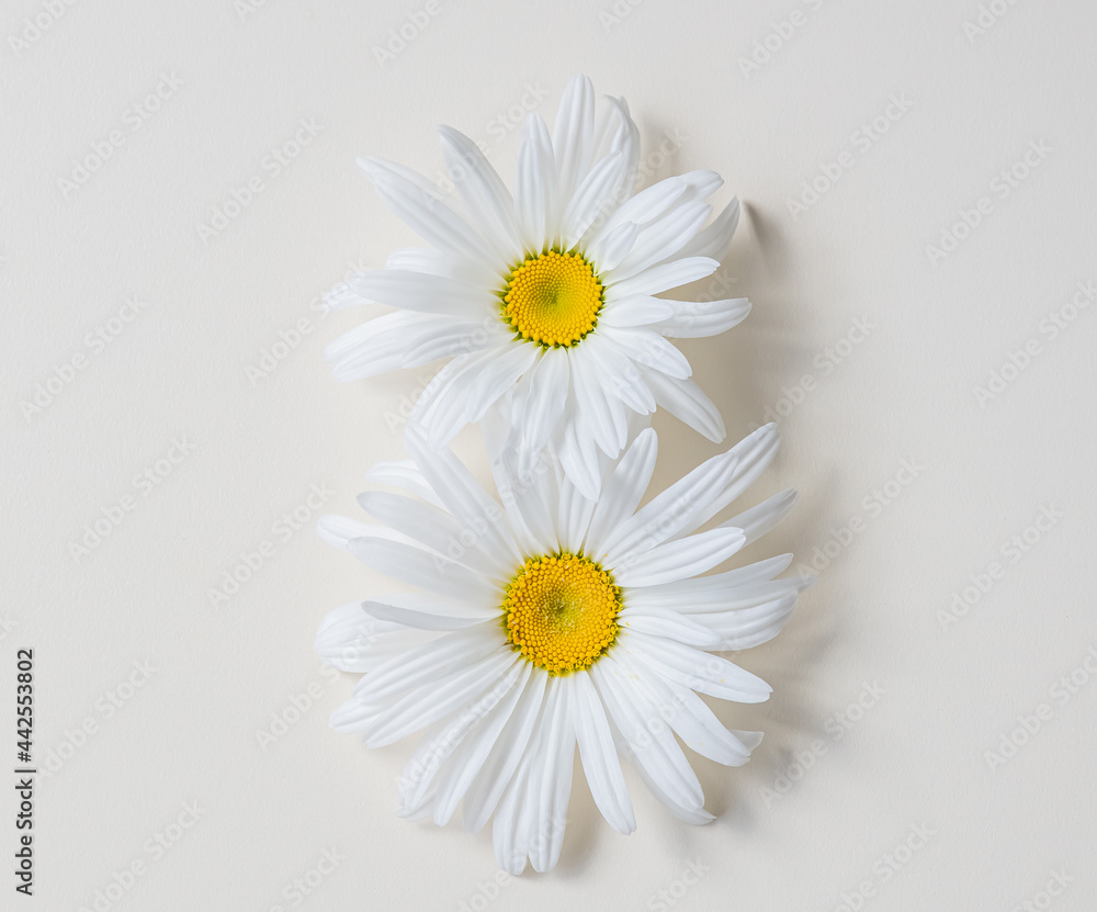 Obraz premium Fresh daisy flower heads on a white background with copy space, floral background, spring card