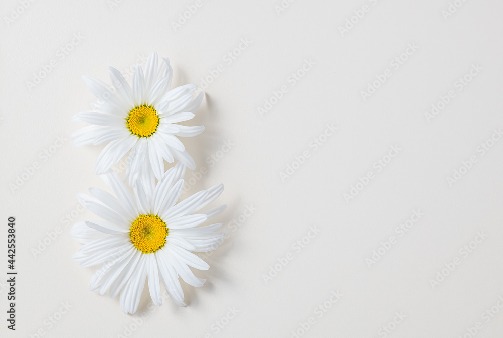 Obraz premium Fresh daisy flower heads on a white background with copy space, floral background, spring card