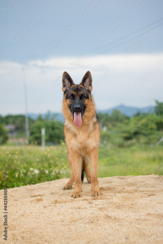 German shepherd stand outdoors In the morning German shepherd stand outdoors In the morning