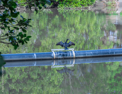Wild Duck drying its wings on cooks river in an inner western suburbs of Sydney NSW Australia