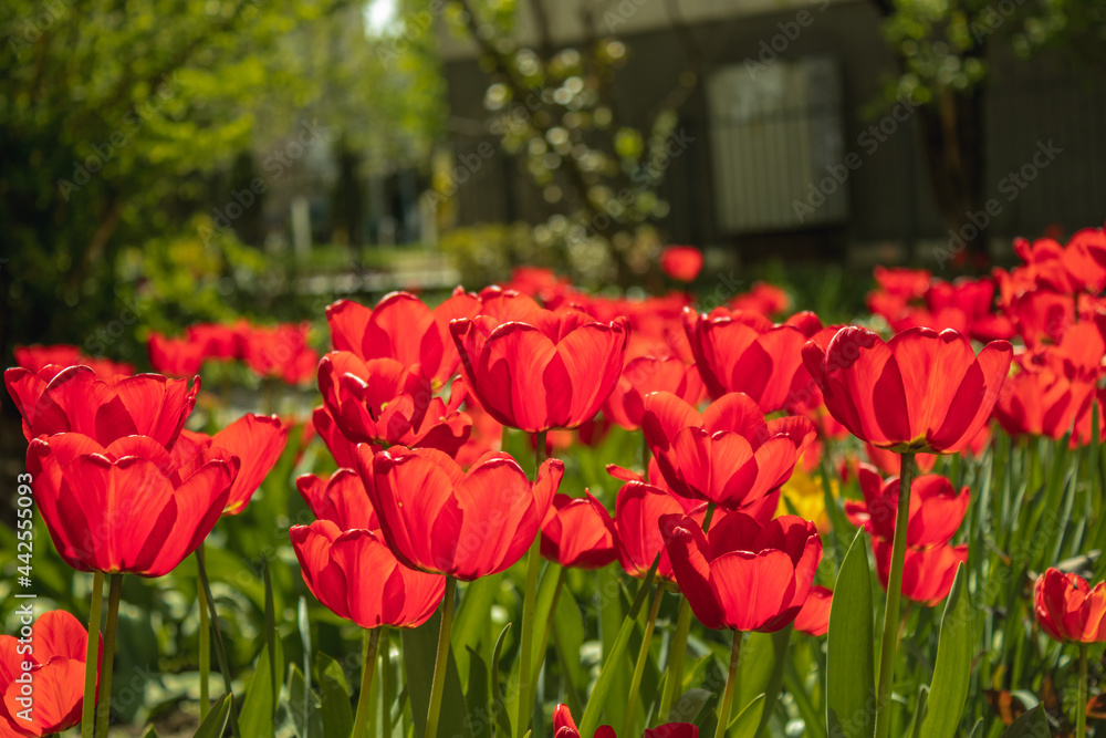 Bright fresh red and yellow tulips grow on a flower bed near a living house. Sunny weather, early spring, red tulips bloomed in the garden. Background for greeting card.