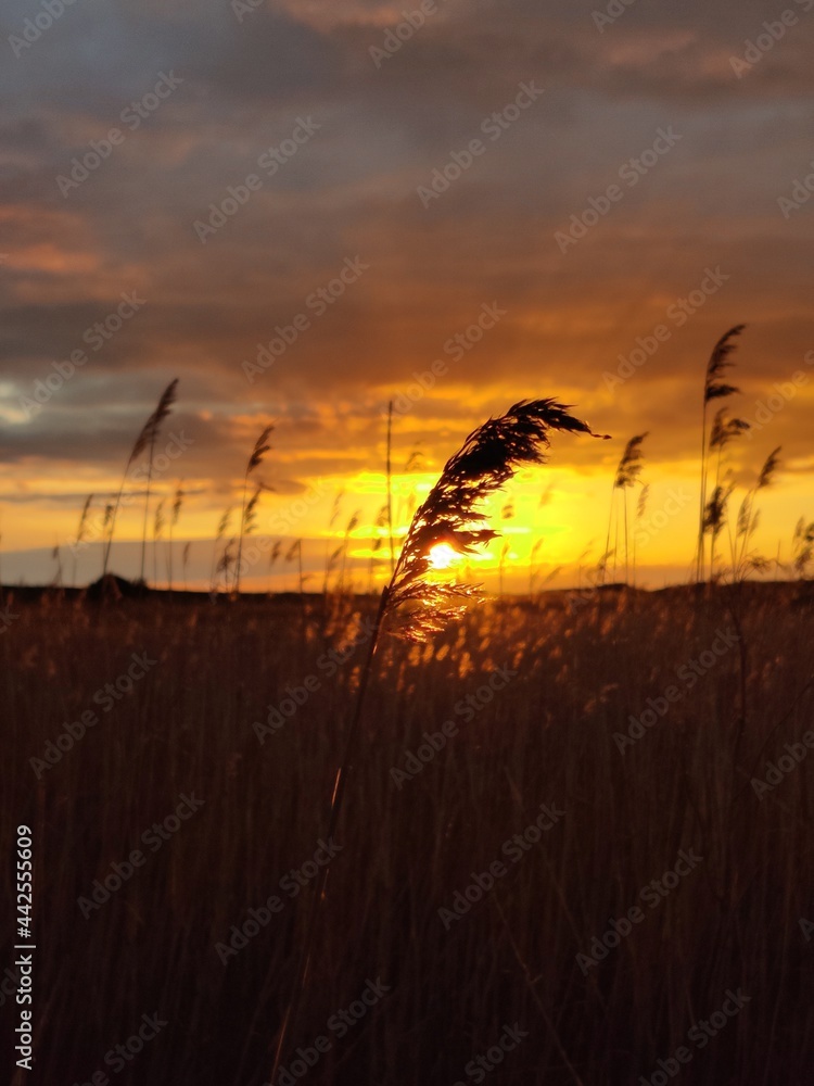 Fototapeta premium Straw in godrays