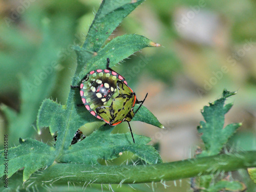 Larve de Nezara viridula