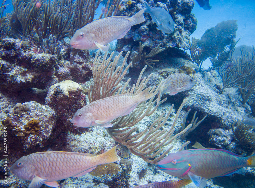 Fish swimming underwater with coral in background in Akumal bay, Mexico Fish swimming underwater with coral in background in Akumal bay, Mexico